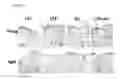 Fig. 08 - PHARMACEUTICAL COMPOSITION FOR PROMOTING THE HEALING OF WOUNDS AND CONTAINING LYSOPHOSPHATIDIC ACID AND AN ADENYLYL CYCLASE INHIBITOR AS ACTIVE INGREDIENTS