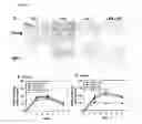 Fig. 09 - PHARMACEUTICAL COMPOSITION FOR PROMOTING THE HEALING OF WOUNDS AND CONTAINING LYSOPHOSPHATIDIC ACID AND AN ADENYLYL CYCLASE INHIBITOR AS ACTIVE INGREDIENTS