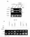 Fig. 01 - Modulators of Viral Transcription, and Methods and Compositions Therewith