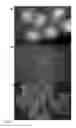 Fig. 07 - Anticancer agents
