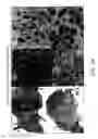 Fig. 23 - Nucleic acids encoding biologically active polypeptides derived from a novel early stage pregnancy factor designated maternin (MA)