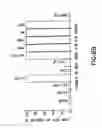 Fig. 33 - Nucleic acids encoding biologically active polypeptides derived from a novel early stage pregnancy factor designated maternin (MA)