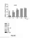 Fig. 37 - Nucleic acids encoding biologically active polypeptides derived from a novel early stage pregnancy factor designated maternin (MA)