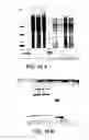 Fig. 57 - Nucleic acids encoding biologically active polypeptides derived from a novel early stage pregnancy factor designated maternin (MA)
