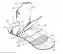 Fig. 01 - Catheter securement device