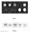 Fig. 02 - METHODS FOR SELECTIVE ERADICATION OF METASTASIZING CANCER CELLS EX VIVO USING MULTIDOMAIN BIOTAGS