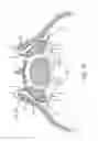 Fig. 02 - SYSTEM AND METHOD FOR SACRO-ILIAC STABILIZATION