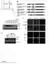 Fig. 02 - Methods for producing microRNAs