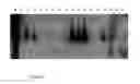 Fig. 07 - Methods for producing microRNAs