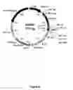 Fig. 06 - SEX-DETERMINATION AND METHODS OF SPECIFYING SAME
