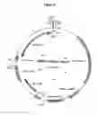 Fig. 07 - Control of gene expression in plants