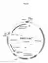 Fig. 10 - Control of gene expression in plants