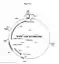 Fig. 12 - Control of gene expression in plants