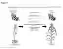 Fig. 04 - Promoter, promoter control elements, and combinations, and uses thereof