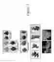 Fig. 04 - METHOD AND COMPOSITION FOR INCREASING PLANT SURVIVAL & VIABILITY UNDER COLD STORAGE, OR DARK AND COLD STORAGE CONDITIONS