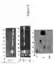 Fig. 12 - METHOD AND COMPOSITION FOR INCREASING PLANT SURVIVAL & VIABILITY UNDER COLD STORAGE, OR DARK AND COLD STORAGE CONDITIONS