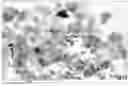 Fig. 01 - Process for determining presence of mesophase in slurry hydrocracking