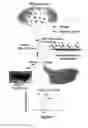 Fig. 02 - Integrated high throughput system for the analysis of biomolecules
