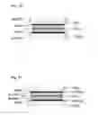 Fig. 08 - Multiple endless belt type band sheet coiling tension applying apparatus