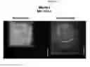 Fig. 09 - Mass spectometry using laserspray ionization