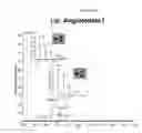 Fig. 64 - Mass spectometry using laserspray ionization