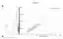 Fig. 99 - Mass spectometry using laserspray ionization