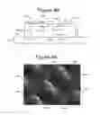Fig. 06 - Elastic encapsulated carbon nanotube based electrical contacts