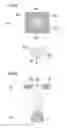 Fig. 05 - LIQUID CRYSTAL DISPLAY DEVICE AND METHOD FOR MANUFACTURING THE SAME
