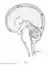 Fig. 02 - Methods for distributing agents to areas of brain