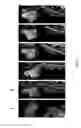 Fig. 09 - Methods for distributing agents to areas of brain
