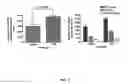 Fig. 09 - Method for obtaining female germline stem cells and uses thereof