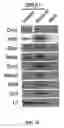 Fig. 22 - Method for obtaining female germline stem cells and uses thereof