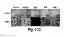 Fig. 17 - Heparan sulphate