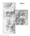 Fig. 06 - Genetically modified mesenchymal stem cell that express an exogenous cytotoxic protein