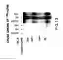 Fig. 19 - Methods and compositions for inhibiting the growth of hematopoietic malignant cells