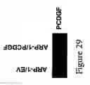 Fig. 32 - Methods and compositions for inhibiting the growth of hematopoietic malignant cells