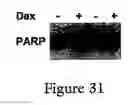 Fig. 34 - Methods and compositions for inhibiting the growth of hematopoietic malignant cells