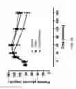 Fig. 83 - FGF21 mutant fusion polypeptides and uses thereof