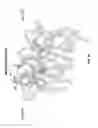 Fig. 32 - Method of inducing apoptosis using anti-DR5 antibodies