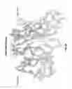 Fig. 33 - Method of inducing apoptosis using anti-DR5 antibodies