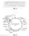 Fig. 04 - Methods for treating bone loss with antibodies to OPGL