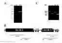 Fig. 01 - Marker of (Moac) and uses thereof