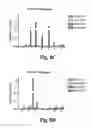 Fig. 11 - Methods and compositions for treating and preventing Shiga toxin-producing infection