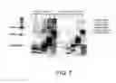 Fig. 08 - VECTOR FOR TREATING ALZHEIMER'S DISEASE
