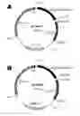 Fig. 01 - Recombinant bacterium and methods of antigen and nucleic acid delivery