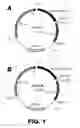 Fig. 02 - Recombinant bacterium and methods of antigen and nucleic acid delivery