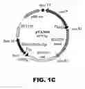 Fig. 03 - Recombinant bacterium and methods of antigen and nucleic acid delivery