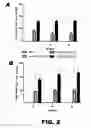 Fig. 04 - Recombinant bacterium and methods of antigen and nucleic acid delivery