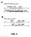 Fig. 07 - Recombinant bacterium and methods of antigen and nucleic acid delivery