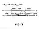 Fig. 10 - Recombinant bacterium and methods of antigen and nucleic acid delivery